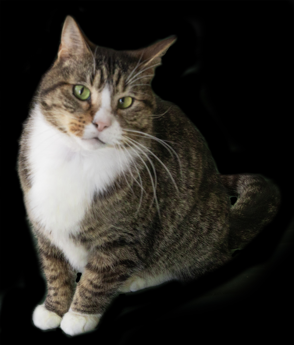 Top Cat Sanctuary cat photo